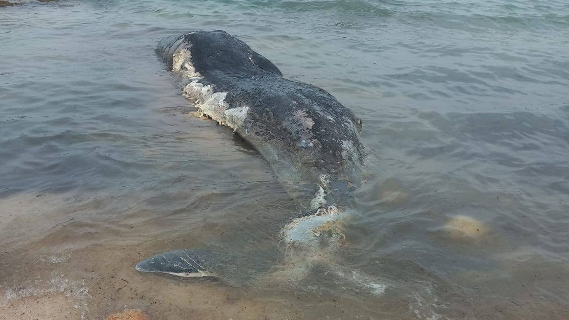 Dead Whale Found At Comino