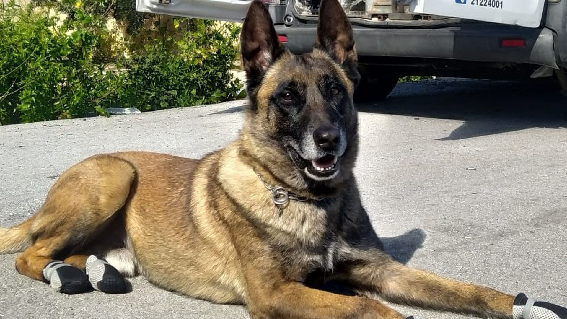 Malta Police Mourns Passing of Dedicated Unit Member K9 Thor