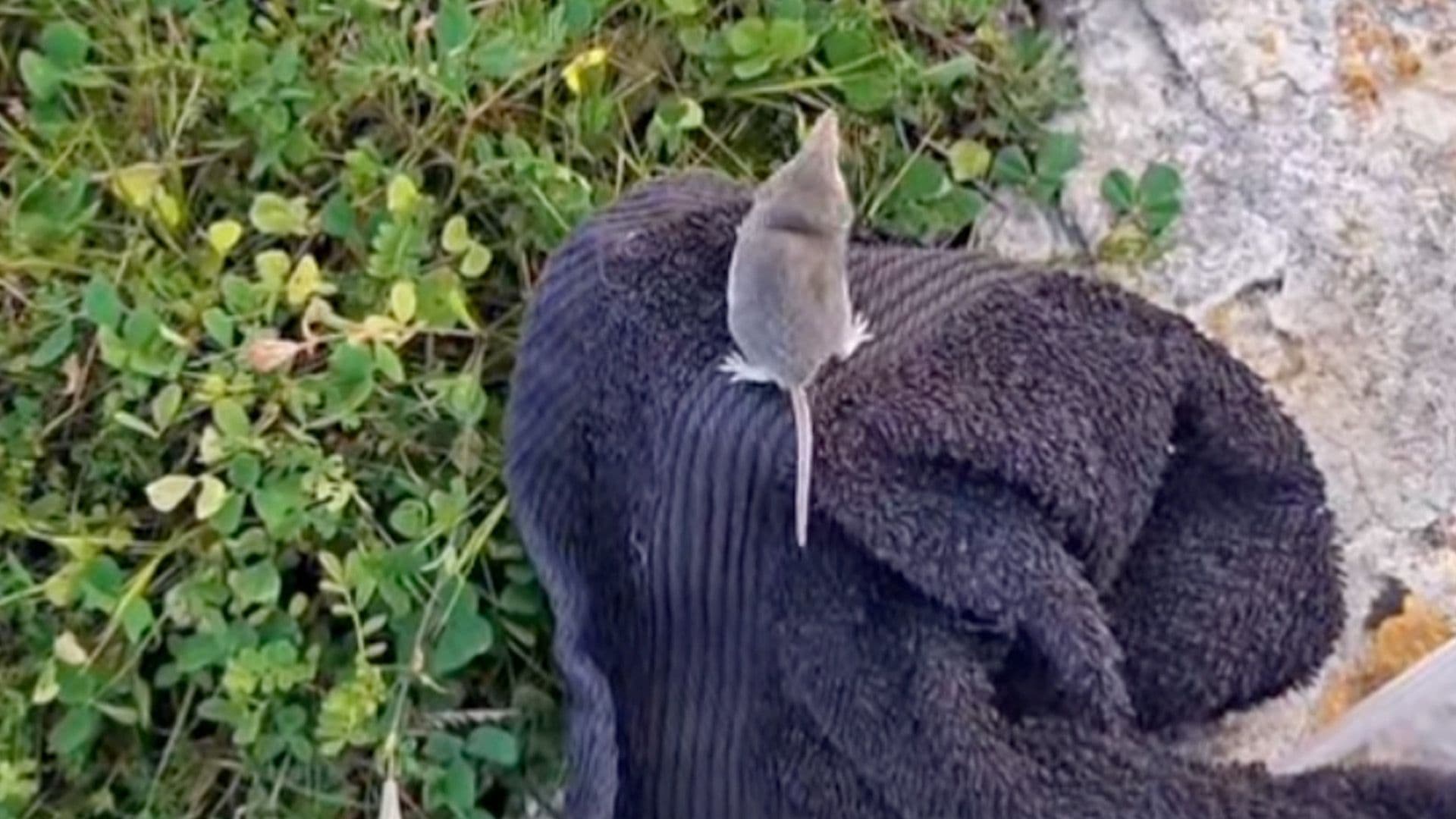 Shrew Rescued From Middle Of Għajnsielem, Gozo Road