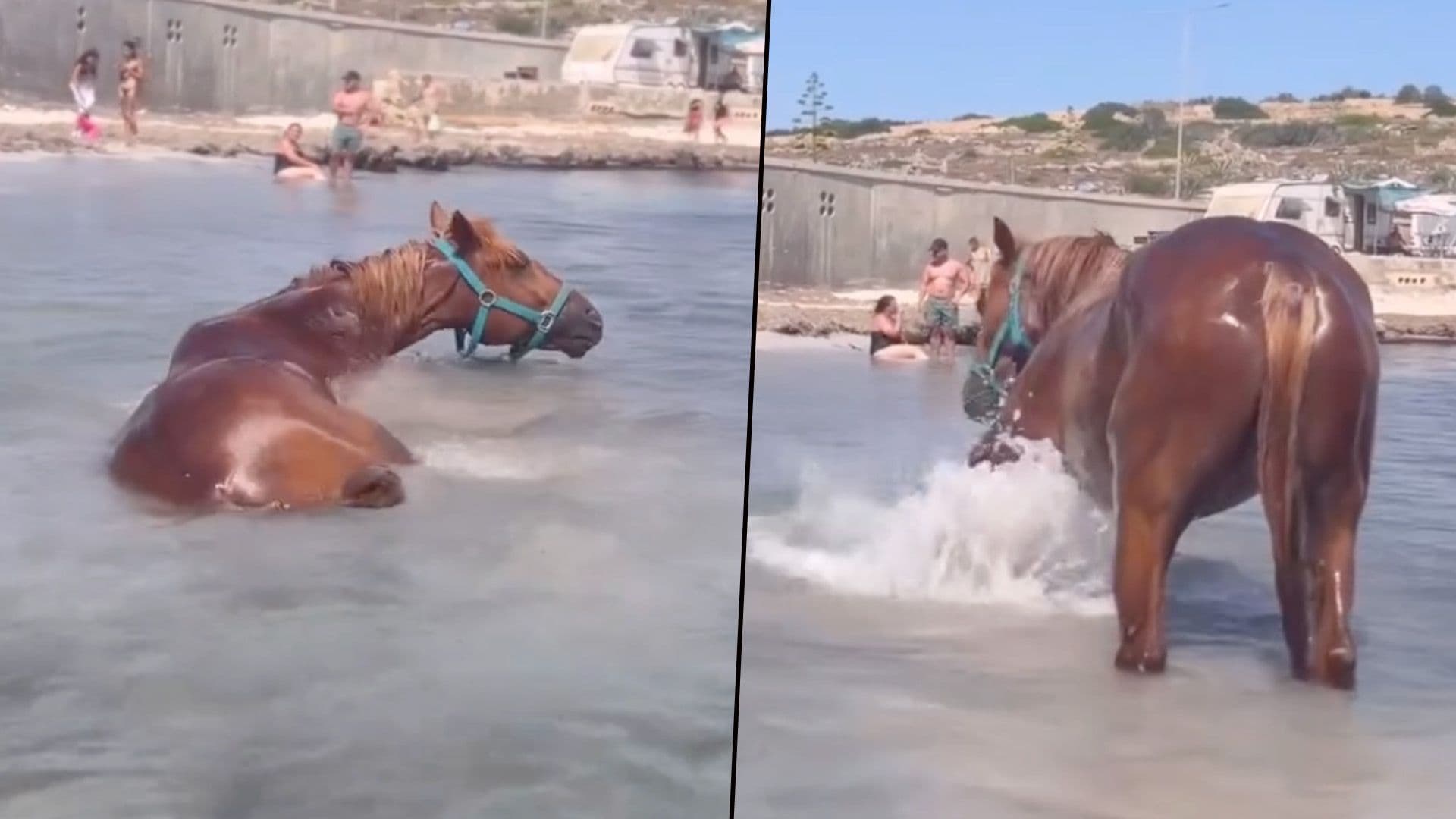 Horse Goes For A Swim At Local Beach After Sunday Ride