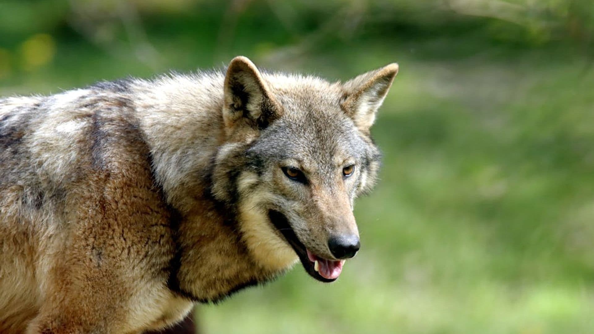 How Humanity Got Its Animal Best Friend: Dogs!