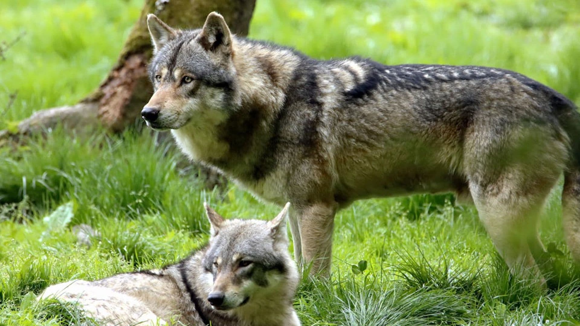 How Humanity Got Its Animal Best Friend: Dogs!